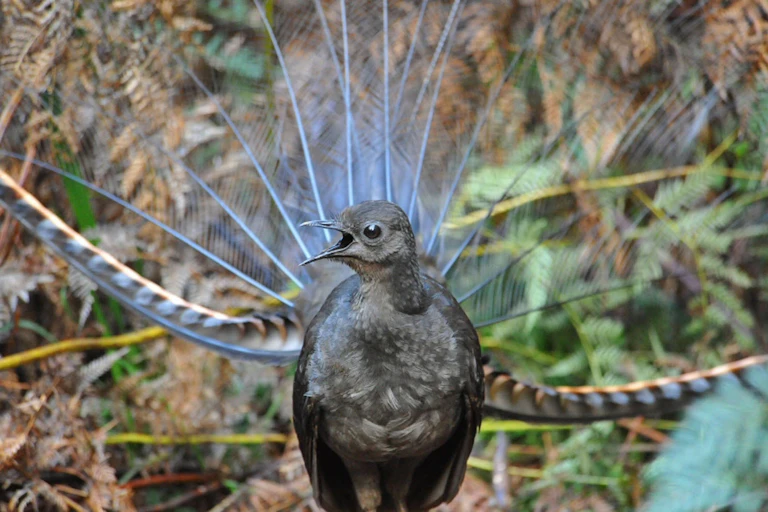 lyrebird singing