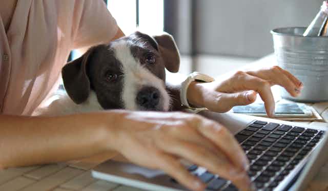 Someone working on a laptop with a dog