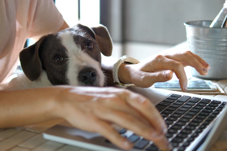 Someone working on a laptop with a dog