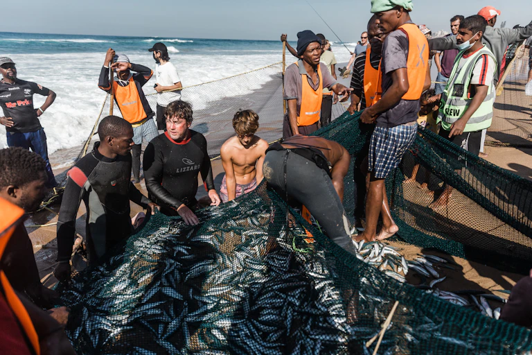 A group of men hauling sardines trapped in a net on a beach.