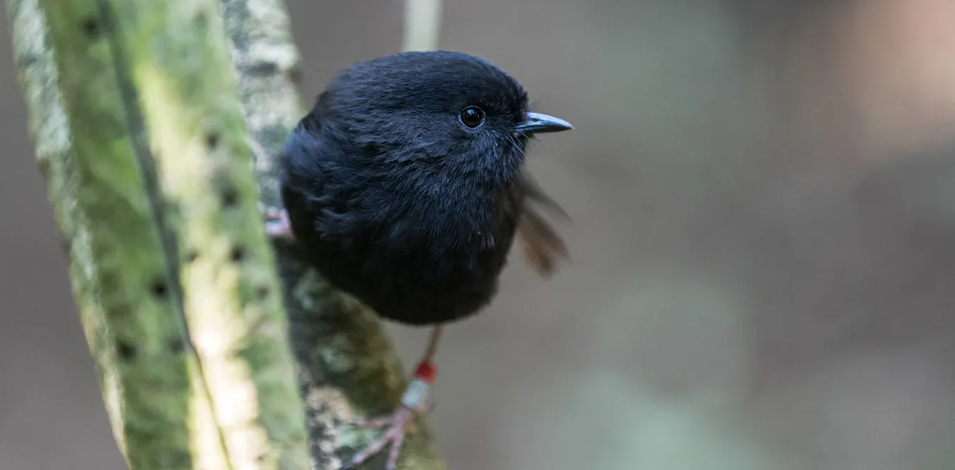 Black Robin Rocking Back from the brink: how genome research is helping the recovery of the ...