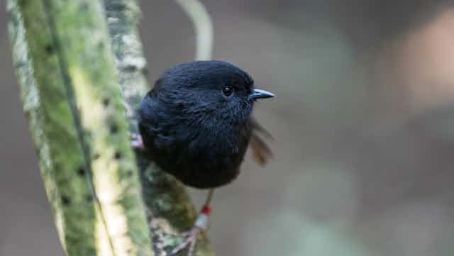 Chatham Island black robin on a stem