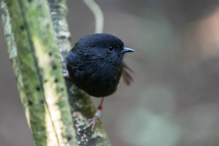 Chatham Island black robin on a stem
