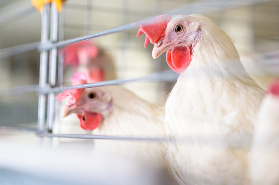 Three chicken are contained in a cage.