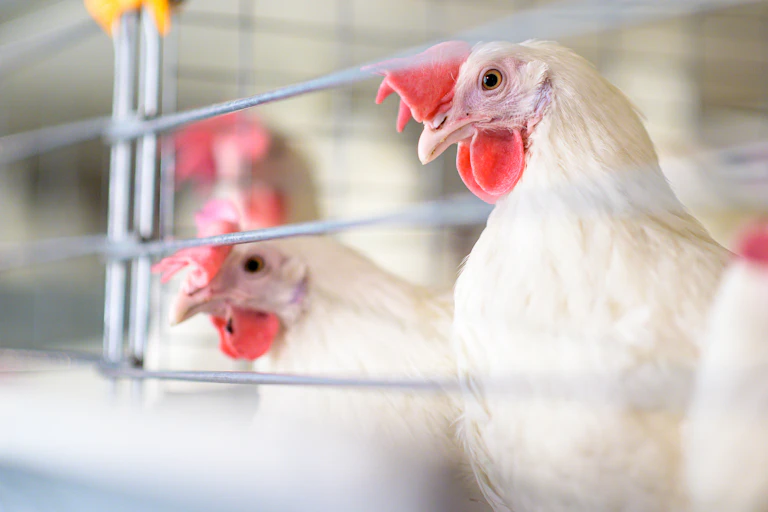 Three chicken are contained in a cage.