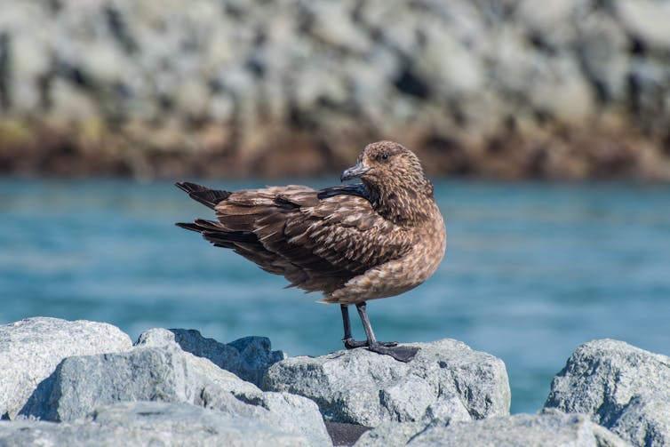 A great skua stands on rocks by the sea.