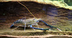 écrevisse dans l’eau