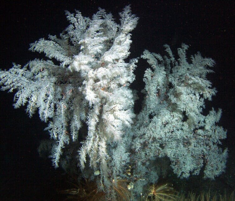 A large, white, tree-like coral underwater.