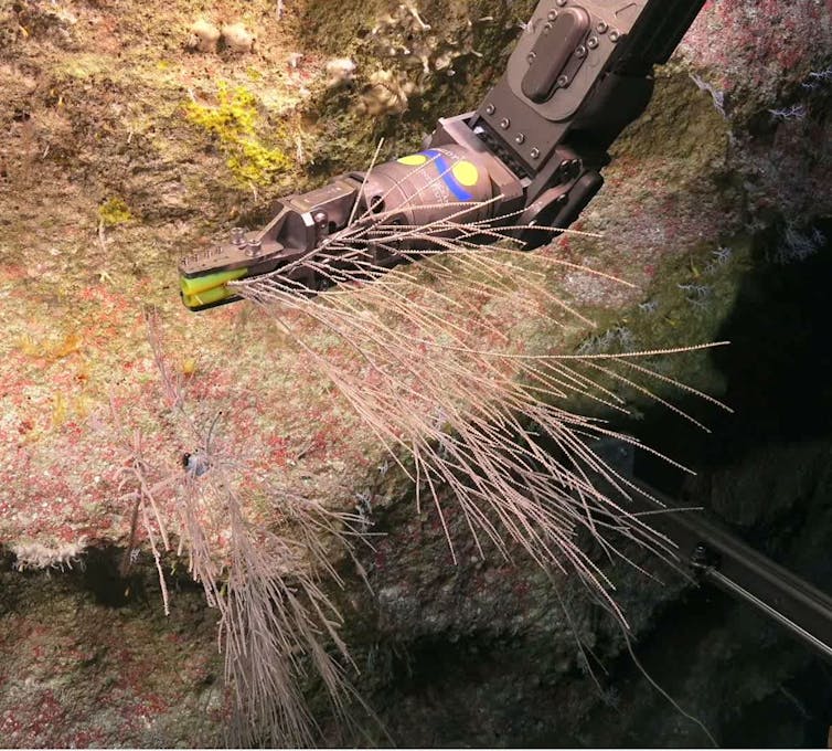 A robotic arm grabbing a thin coral off of a rock.