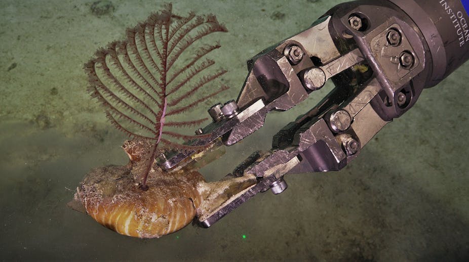 A robotic arm holding a fan-like coral.