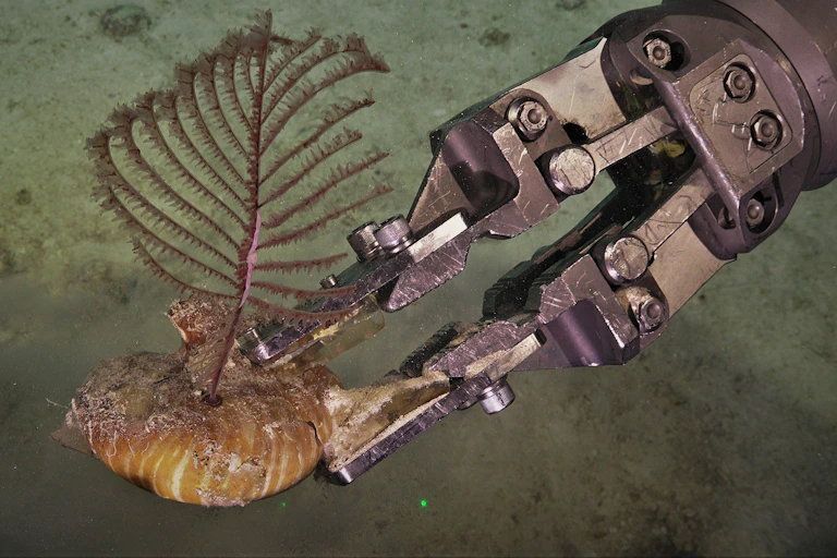 A robotic arm holding a fan-like coral.