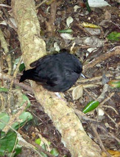 A Chatham Island black robin sitting on a small branch