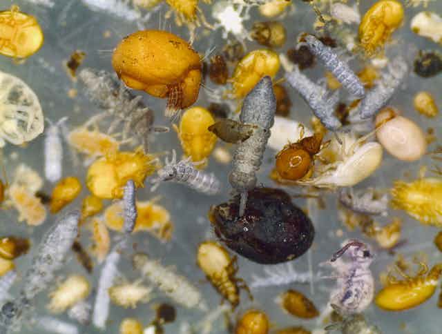 invertebrates under a microscope
