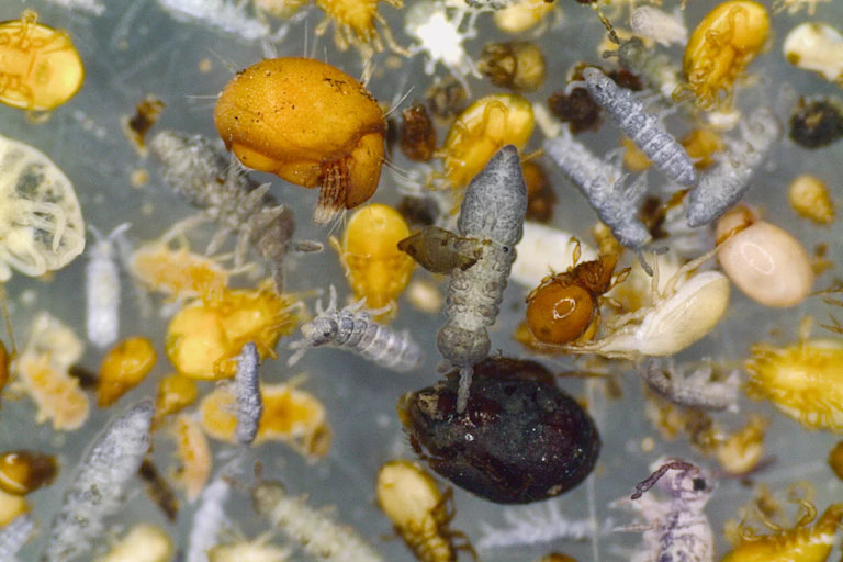 invertebrates under a microscope