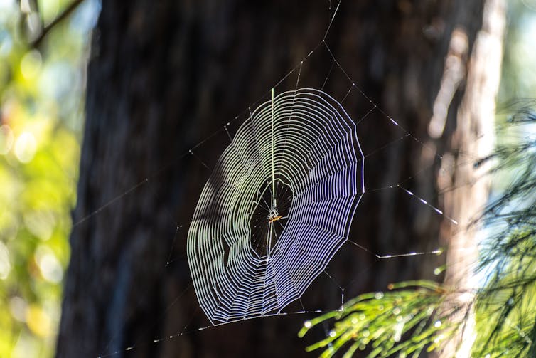 spider in web in front of tree