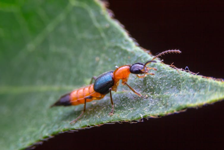 red and black beetle on leaf