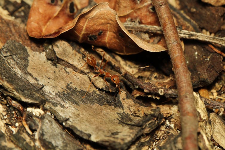 An ant in leaf litter