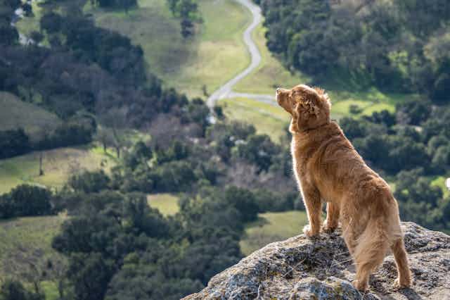 Golden dog standing on a rock, looking out into the distance