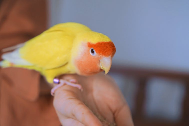 Pet bird perched on a hand
