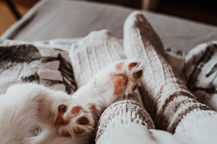 Paws and feet on a bed