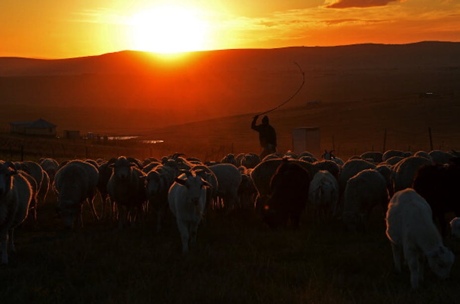 The sun rises on a herder carrying a stick and a larger herd of cattle.
