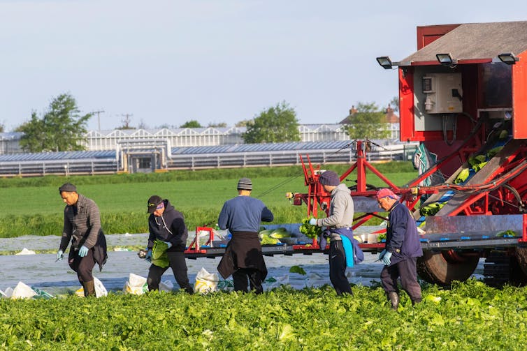 Migrant workers picking lettuces on a farm in Lancashire.