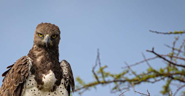 Low angle view of eagle of prey perching on branch against clear sky, Serengeti, Tanzania 