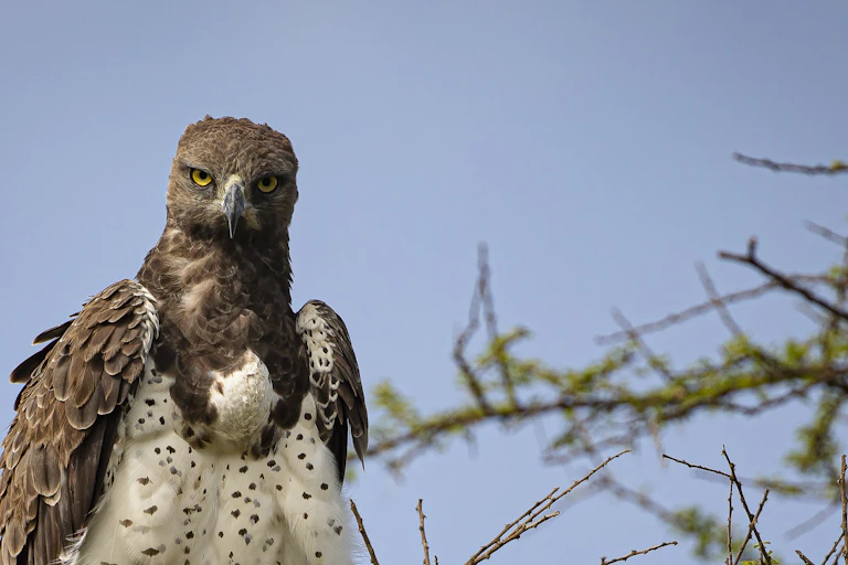 Low angle view of eagle of prey perching on branch against clear sky, Serengeti, Tanzania