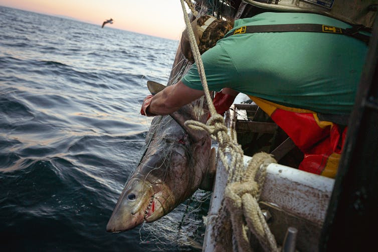 A shark caught in a fishing net dangles over the side of a boat with a crew member reaching out.