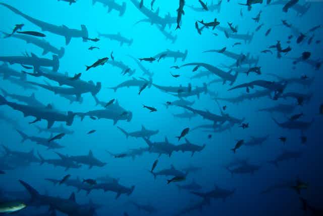 dozens of hammerhead sharks swim among smaller fish