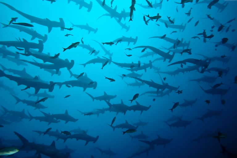 dozens of hammerhead sharks swim among smaller fish