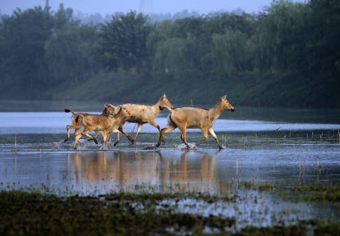 Is China ready to lead on protecting nature? At the upcoming UN biodiversity conference, it will preside and set the tone