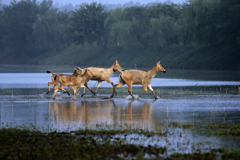 Two adult deer and two juveniles cross a stream