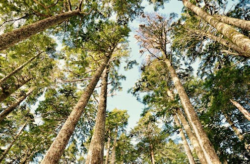 Stripping carbon from the atmosphere might be needed to avoid dangerous warming – but it remains a deeply uncertain prospect