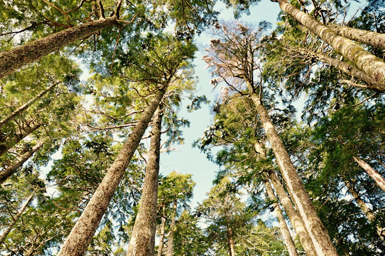 forest trunks and canopy