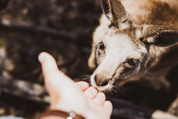 Kangaroo and man