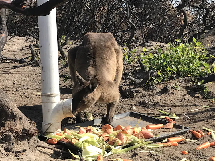 kangaroo feeding