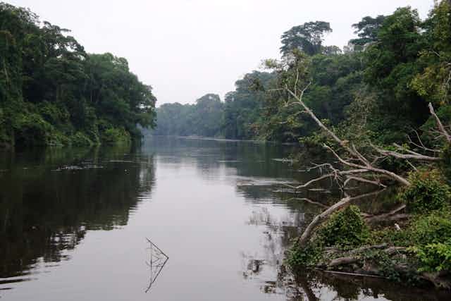 Rivière au Cameroun dans une zone protégée pour sa biodiversité