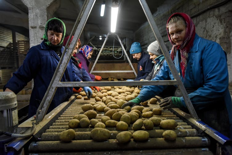 Ukrainian women sorting potatoes for distribution at a farm in the Chernihiv region, October 2022.