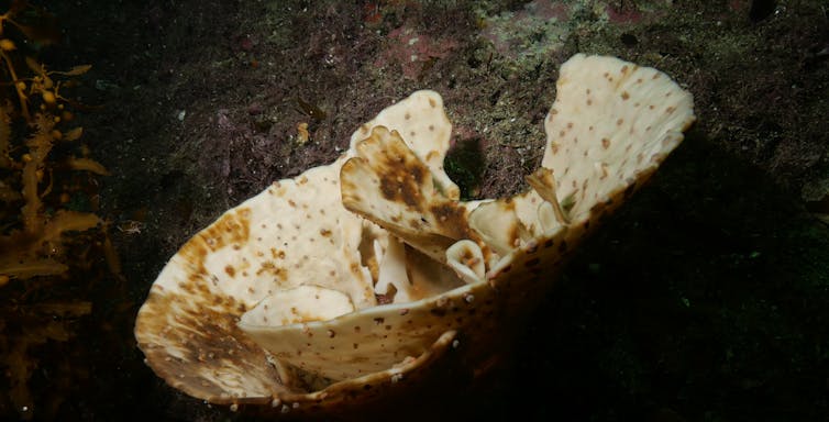 A bleached sponge
