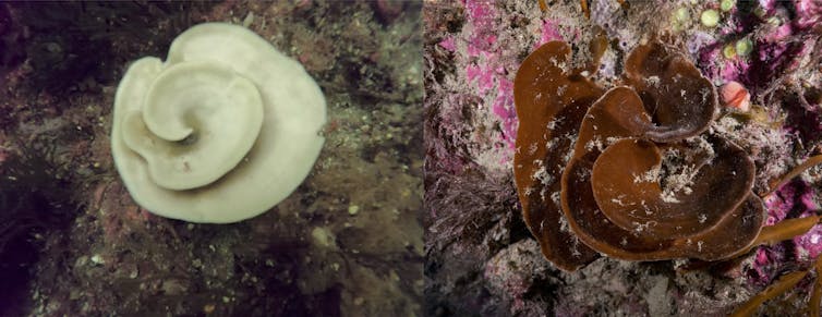 A bleached, bone white (left) and unbleached, brown (right) cup sponge Cymbastella lamellata.