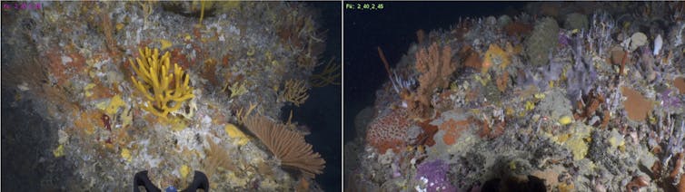 Sponge reefs, showing different types of sponges.