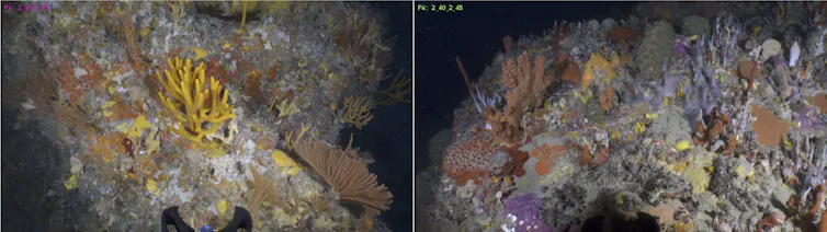 Sponge reefs, showing different types of sponges.