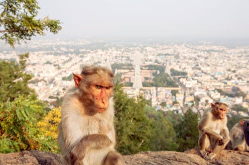 Monkeys' brains are wired to read body language – just like ours
