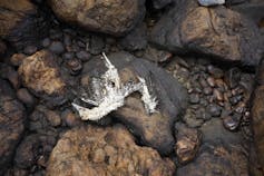 The carcass of a bird lays on a rocky shore polluted with oil on a beach following the Repsol oil spill.