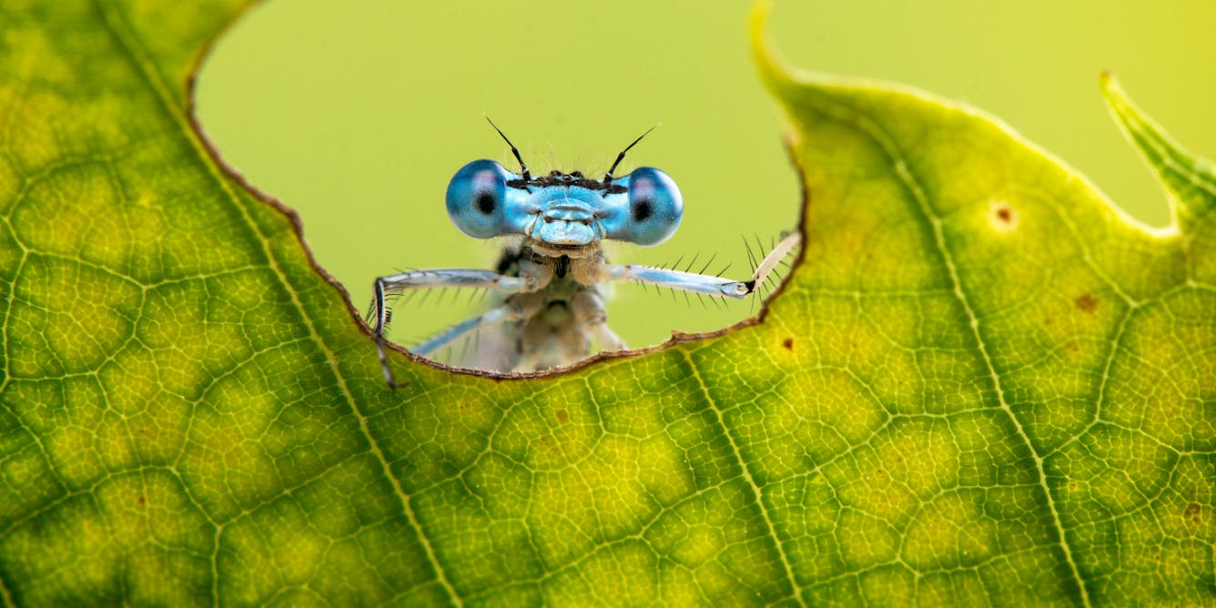 File:Baby shield bugs.jpg - Wikimedia Commons