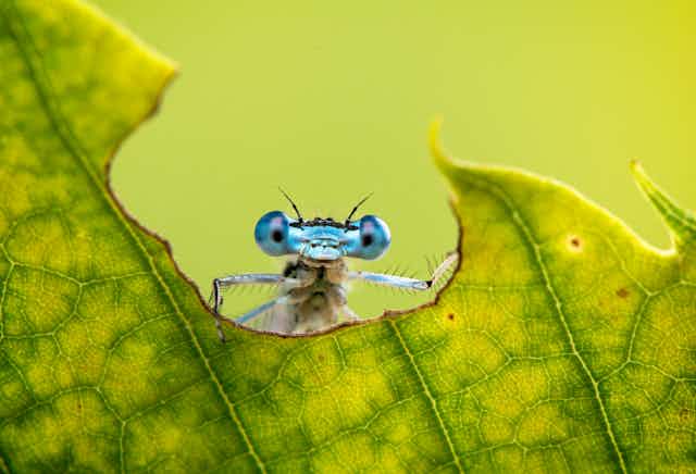 Natural background and close up portrait of dragonfly with big eyes