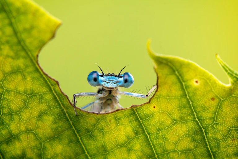 Natural background and close up portrait of dragonfly with big eyes