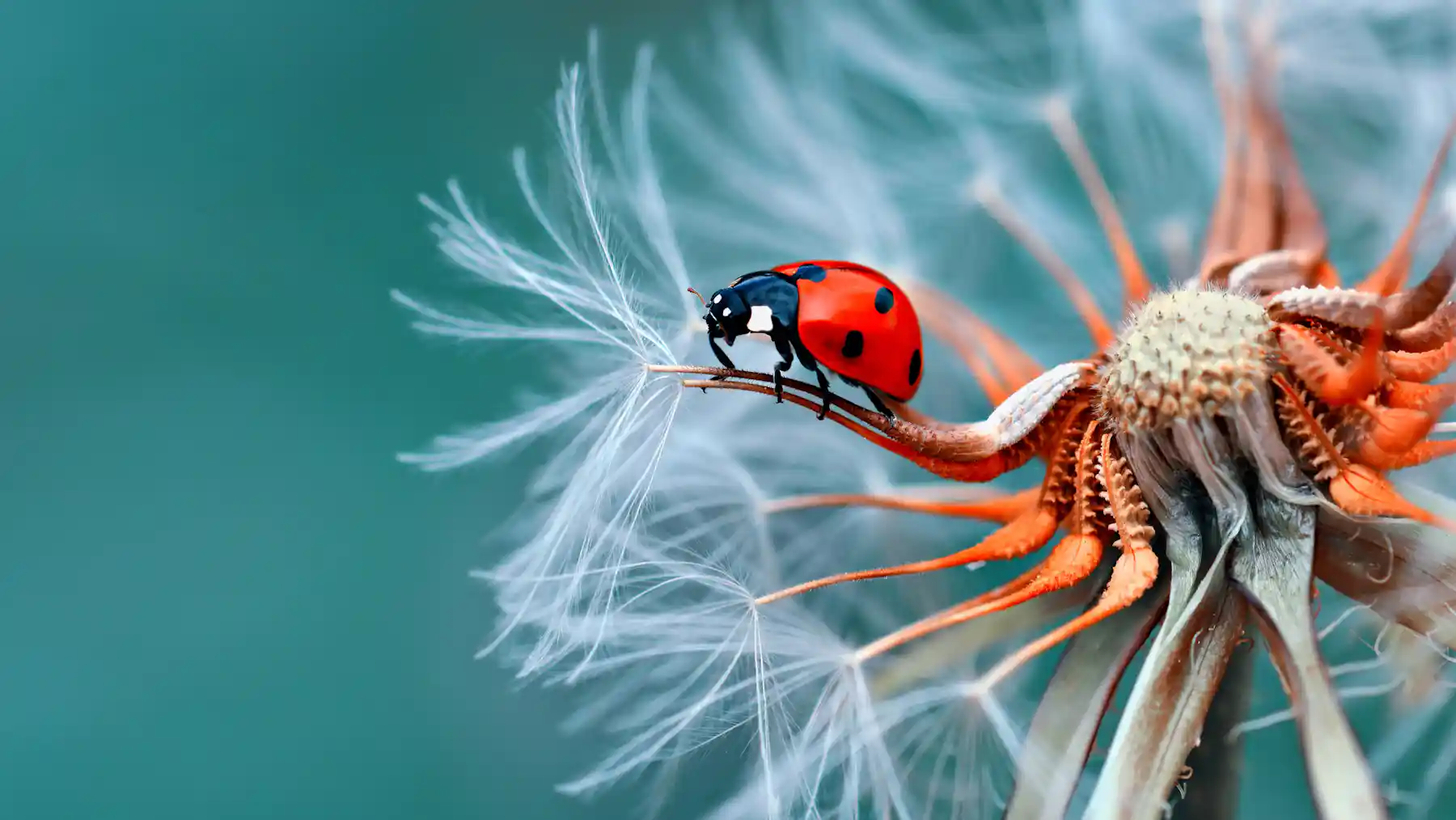 Insects may feel pain, says growing evidence – here’s what this means ...