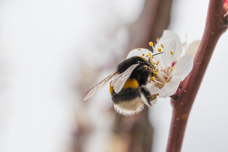 Bumblebee insect on an apricot flower